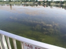 Teichräumung Alte Donau_1