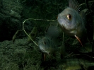 Erlaufsee_4