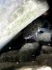 Vordere Gosausee_7
